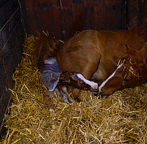 British show pony mare giving birth, mare and foal sniff nostrils while waiting for the placenta to come away, UK, sequence 8/26