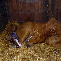 British show pony mare giving birth lying down, foal's head is free of the membranes and it takes its first breath, UK, sequence 7/26