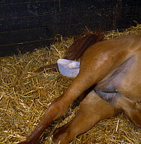 British show pony mare giving birth lying down, feet of foal emerging, UK, sequence 6/26
