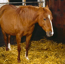 British show pony mare restless in first stages of labour, standing uncomfortably, UK, sequence 5/26