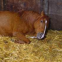British show pony mare restless in first stages of labour, keeps lying down and getting up again, UK, sequence 4/26
