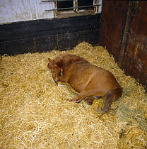 British show pony mare sleeping in foaling box at night before giving birth, UK, sequence 3/26