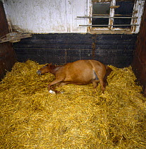 British show pony mare sleeping in foaling box at night before giving birth, UK, sequence 2/26