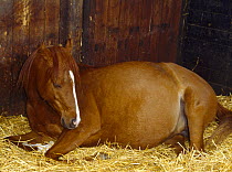 British show pony mare sleeping in foaling box at night before giving birth, UK, sequence 1/26