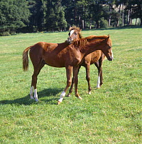 British show pony foals, filly resting her head on the wither's of a colt to show friendly interest. UK