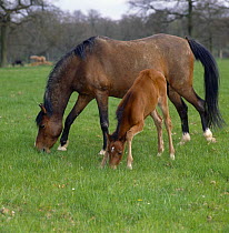 Bay mare and filly, filly bending her knees in order to reach down and sniff the grass, UK