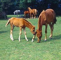 British show pony, two-year-old chestnut filly feeding on a dock stalk, watched by young chestnut filly foal, UK