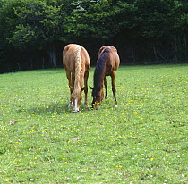 Two British show ponies grazing together, UK