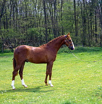 British show pony, chestnut yearling colt with mane and tail plaited, dressed for showing, UK