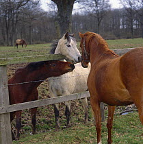 Chestnut British show pony mare sniffing nostrils with grey and bay ponies in the next field, UK