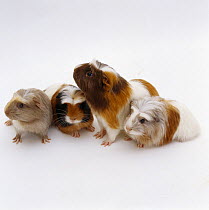 Female Crested sheltie guinea pig with three 40-days-old babies, UK