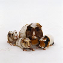 Female Crested sheltie guinea pig with three one-day-old babies, UK