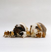 Crested sheltie guinea pig pair with five one-day babies, UK