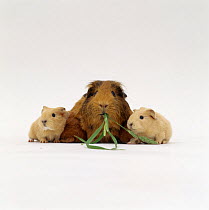 Red agouti guinea pig feeding on grass with two cream baby (two-days) guinea pigs, UK