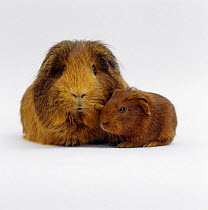 Red agouti guinea pig with baby, UK
