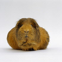 Prenant Red agouti guinea pig with very large belly, UK