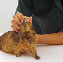 Vet checking the incisor teeth of an elderly Red agouti guinea pig, UK