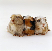 Three young crested Guinea pigs, 30-days