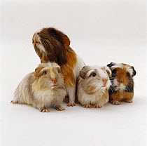 Female Crested guinea pig with three babies, four-weeks