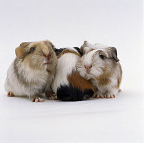 Three young crested Guinea pigs, 10-days, two facing forward and one facing backwards