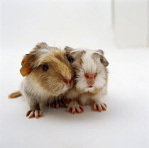 Two baby crested Guinea pigs, one-day