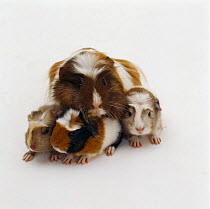 Female crested Guinea pig with three one-day babies