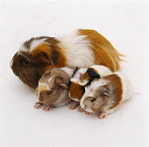 Female crested Guinea pig with three one-day babies, UK