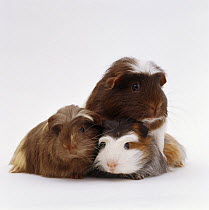 Brownhead sow guinea pig with two four-week babies, UK
