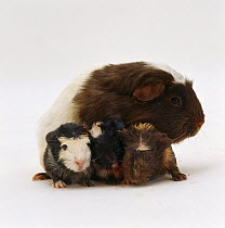 Brownhead sow guinea pig with three newborn babies, UK
