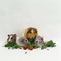 Female shorthair cream-tricolour Guinea pig with three three-week babies feeding on parsley and tomotoes, UK