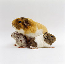 Female shorthair cream-tricolour Guinea pig with four one-week babies
