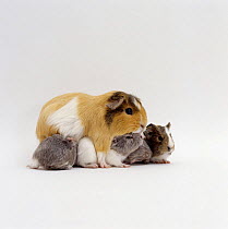 Female shorthair cream-tricolour Guinea pig standing over her four one-week babies, UK