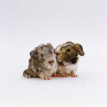 Newborn Guinea pig babies still wet from birth, one licking the other, UK