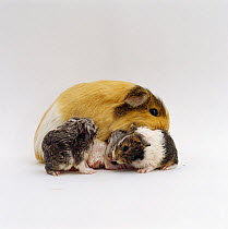 Female Shorthair cream tricolour Guinea pig licking her three newborn babies after birth to clean and dry them, UK