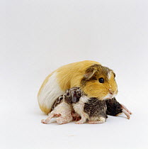 Female Shorthair cream tricolour Guinea pig with her three newborn babies pushing underneath her to suckle and keep warm, UK