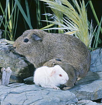 Female agouti Guinea pig with one agouti and one albino day-old babies, UK