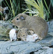 Female agouti Guinea pig with two agouti and two albino day-old babies, one suckling, UK