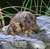 Female agouti Guinea pig with seven one-day-old babies (some are underneath her), UK
