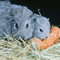 Silver agouti Guinea pig and one-day-old baby feeding on carrot, UK