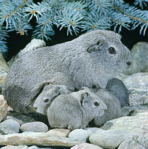 Silver agouti Guinea pig with one-day babies, UK