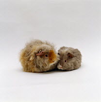Female alpaca, longhaired rex, Guinea pig with nine-week young, UK