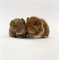Two young alpace Guinea pigs, ten-days, with long curly coats, UK