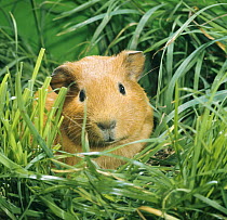 Golden Guinea pig in long grass, UK