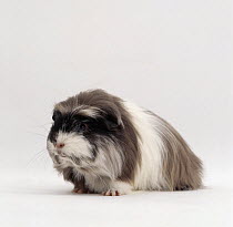 Grey and white female long-haired coronet Guinea pig