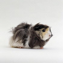 Grey-cream and white long-haired rosetted Guinea pig