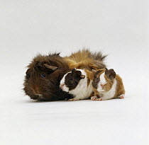 Female Abyssinian Guinea pig with two one-day babies