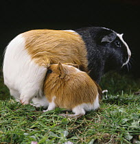 Female tricoloured Guinea pig suckling one-week-old baby