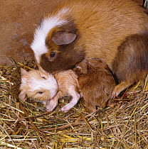 Female Guinea pig licking newborn baby clean, while it also licks itself