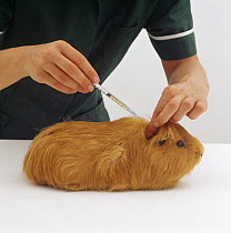 Vet injecting a red male Guinea pig to eradicate skin mites