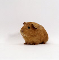 Young red smooth-haired male Guinea pig